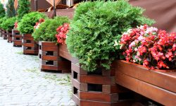 Etiam commodo convallis